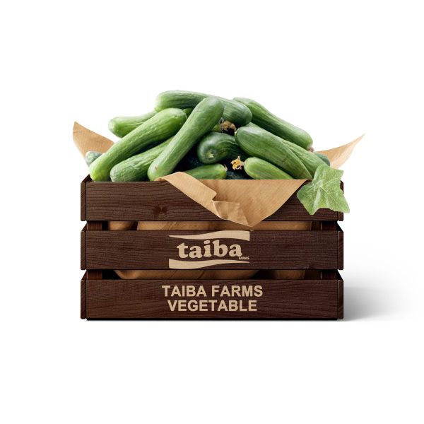 Fresh Cucumber Carton- 5 kg of Fresh Cucumber