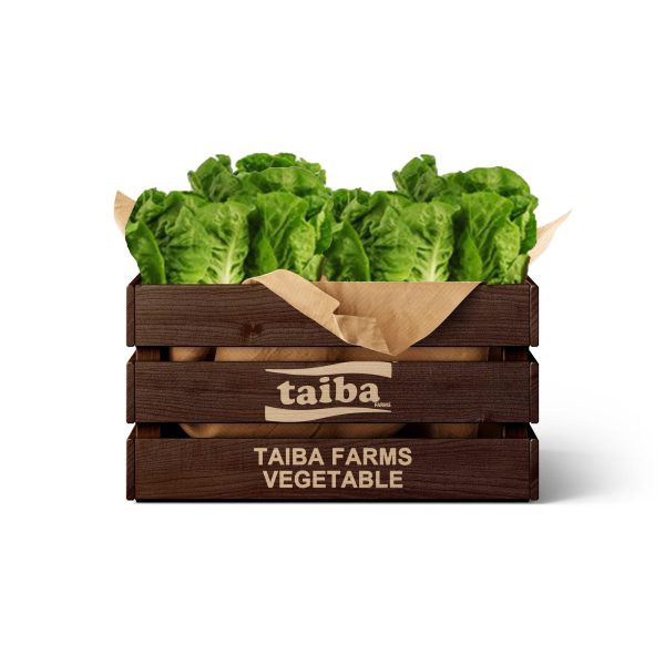 Fresh Lettuce Carton- 5 kg of Fresh Lettuce